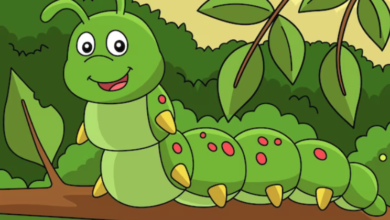 A Lagarta Comilona 4 Historinha A Lagarta Comilona